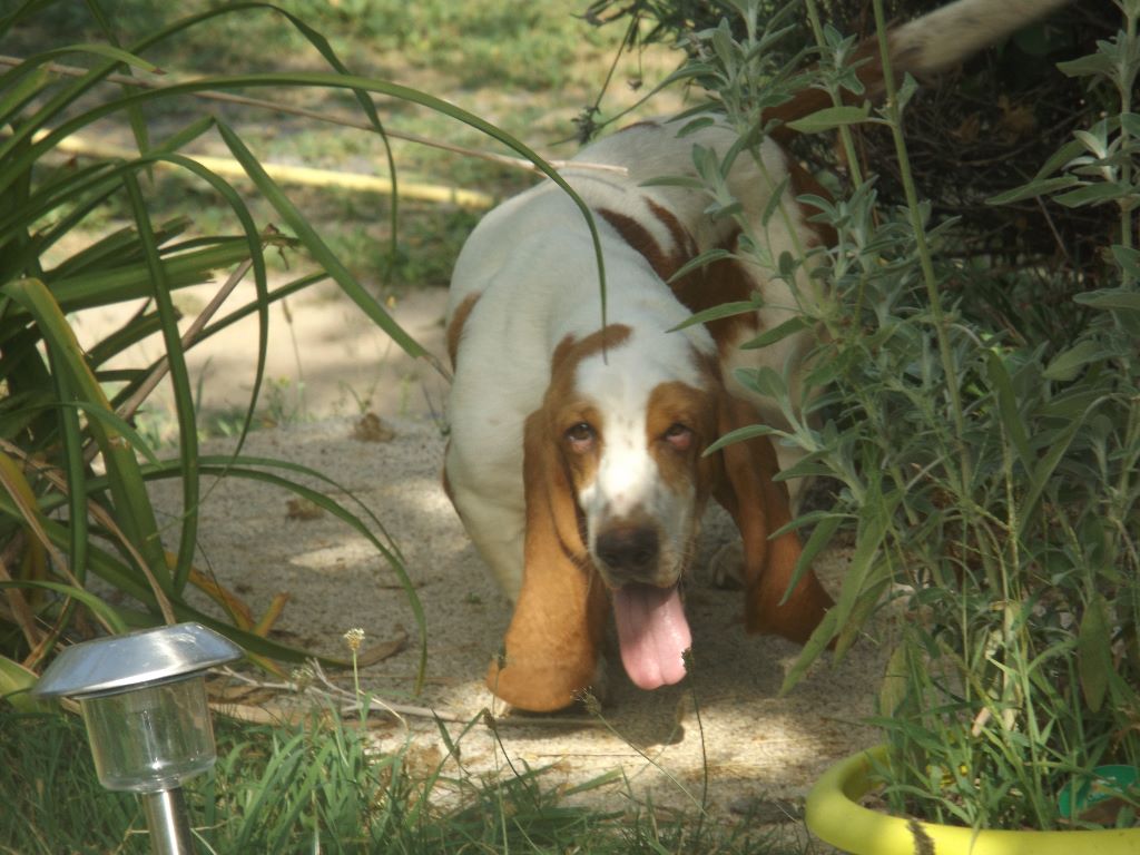 Les Basset Hound de l'affixe des menthes sauvages