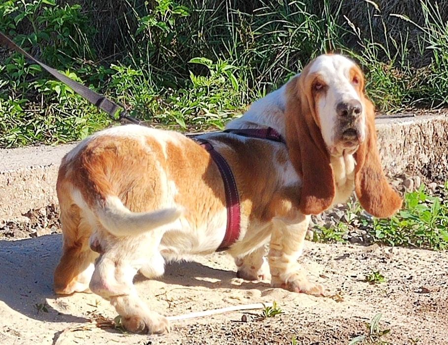 Snoopy le houndy de la contree du milieu