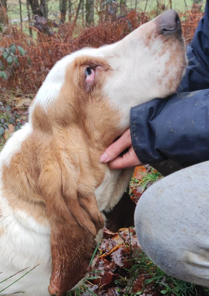 Snoopy le houndy de la contree du milieu