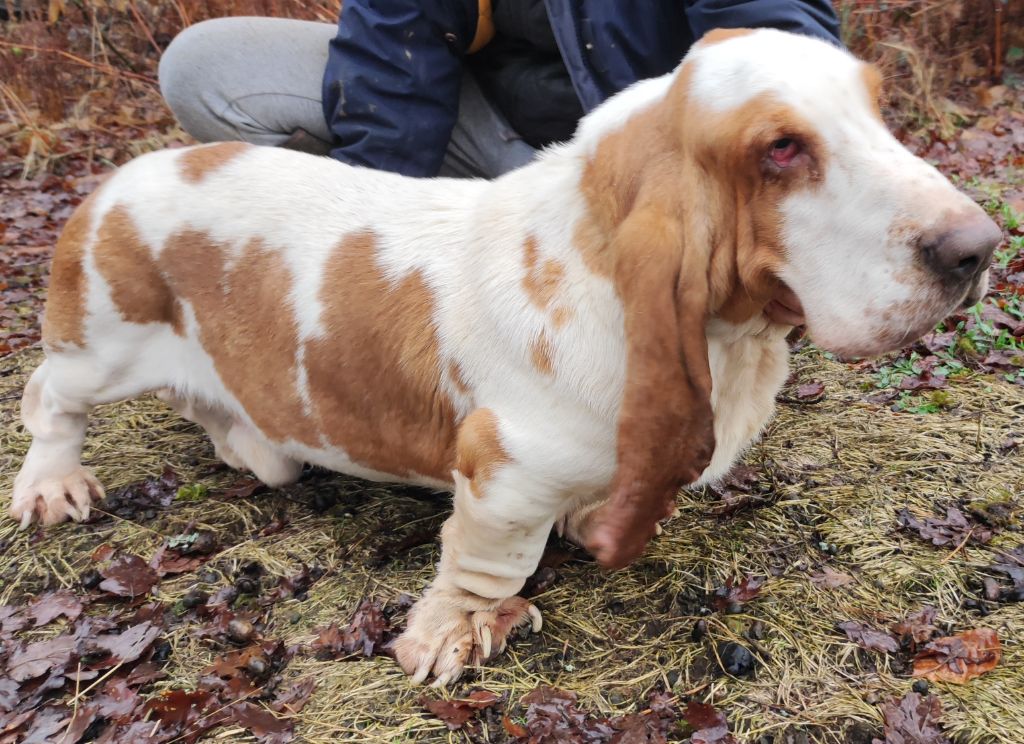 Snoopy le houndy de la contree du milieu