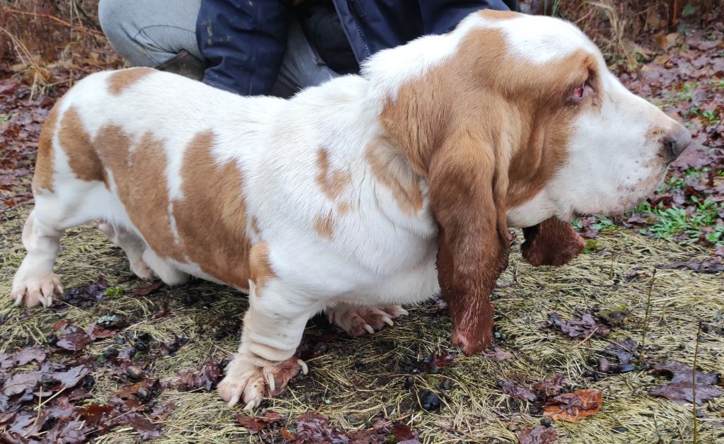 Snoopy le houndy de la contree du milieu