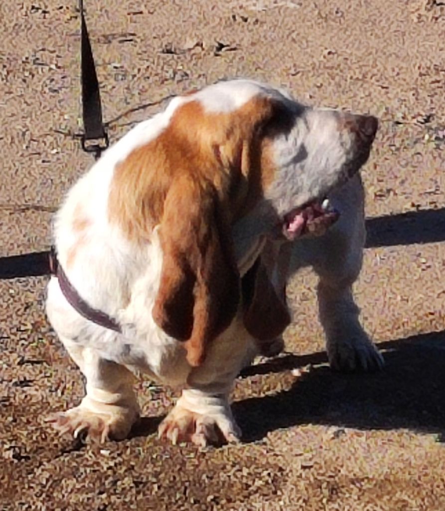 Snoopy le houndy de la contree du milieu