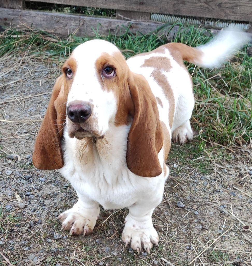 des menthes sauvages - Chiot disponible  - Basset Hound