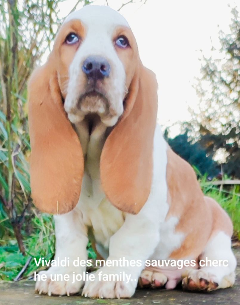 chiot Basset Hound des menthes sauvages