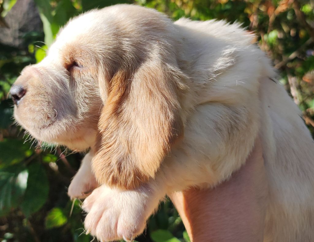 des menthes sauvages - Chiot disponible  - Basset Hound