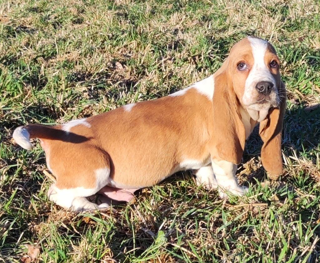 Basset Hound Lab Mix Chiots