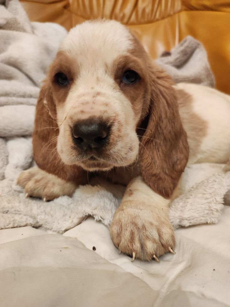 des menthes sauvages - Chiot disponible  - Basset Hound