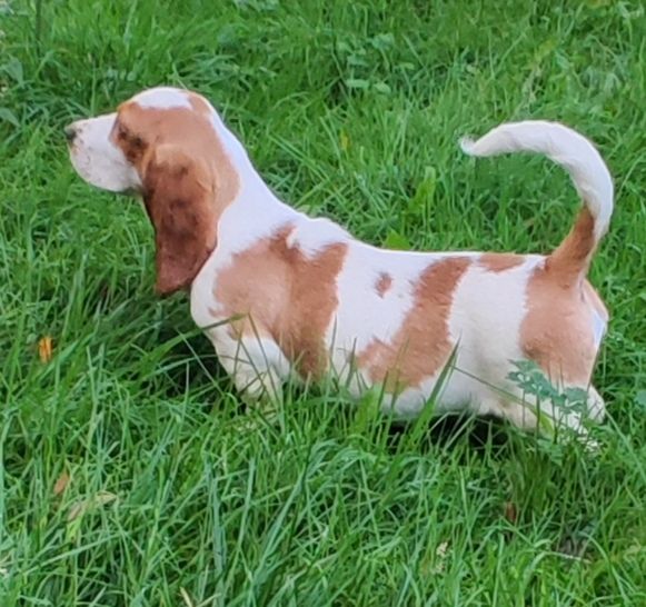 des menthes sauvages - Chiot disponible  - Basset Hound