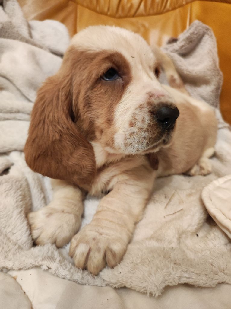 des menthes sauvages - Chiot disponible  - Basset Hound