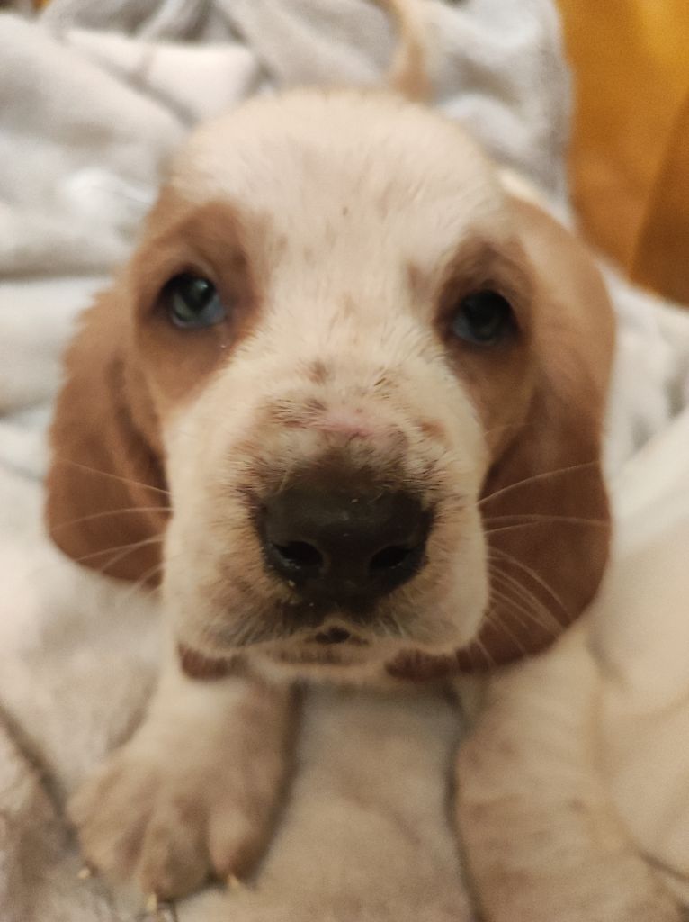 des menthes sauvages - Chiot disponible  - Basset Hound