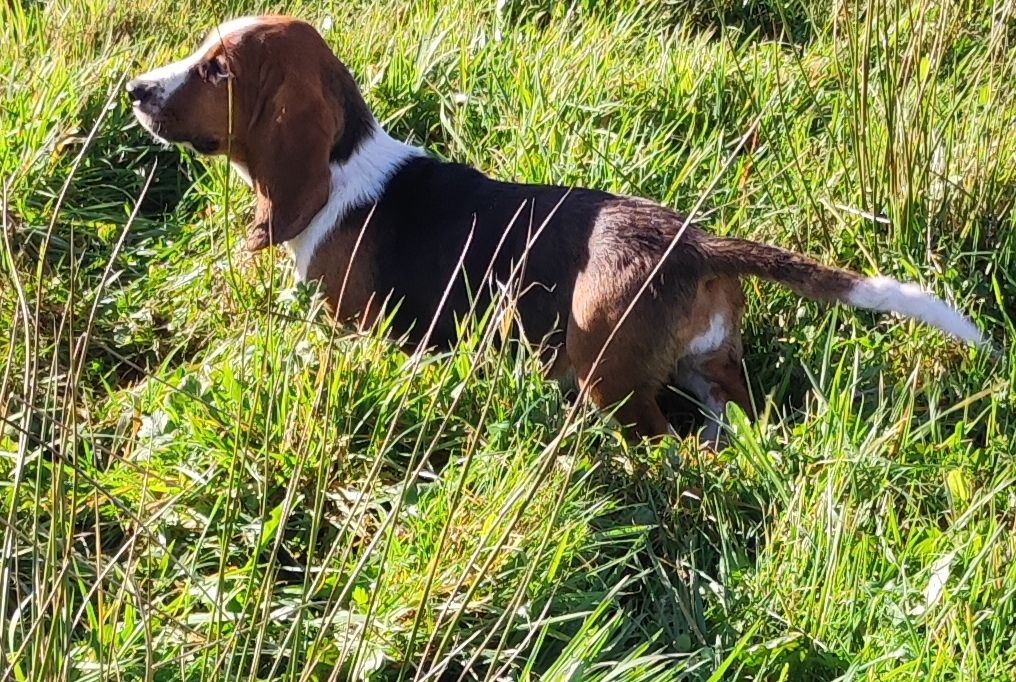 des menthes sauvages - Chiot disponible  - Basset Hound