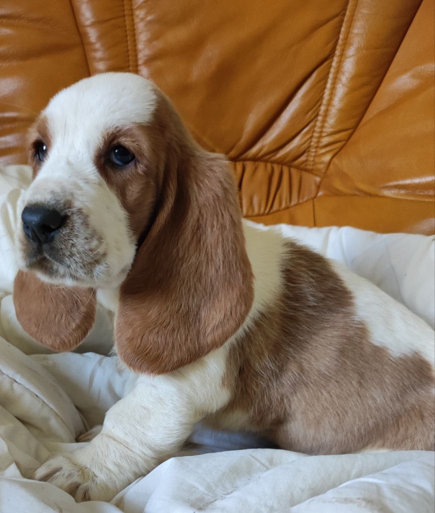 des menthes sauvages - Chiot disponible  - Basset Hound