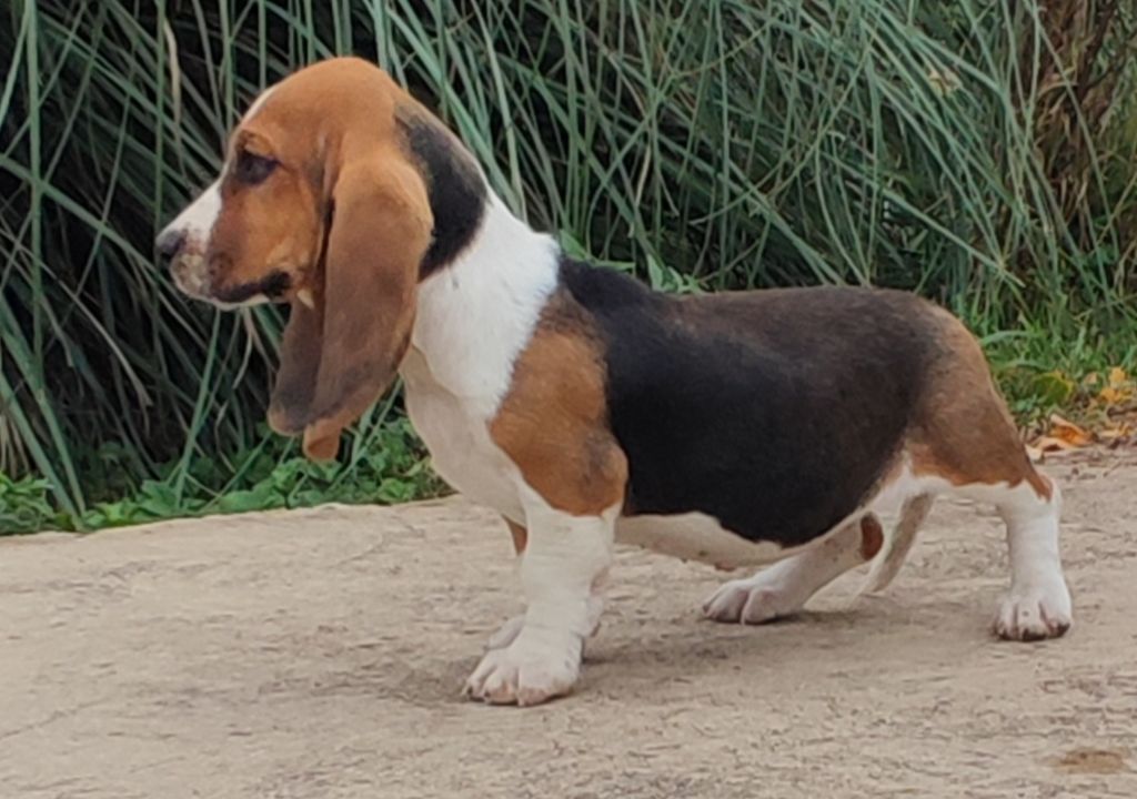 des menthes sauvages - Chiot disponible  - Basset Hound