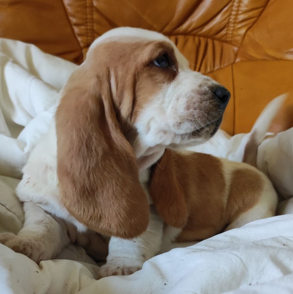 des menthes sauvages - Chiot disponible  - Basset Hound