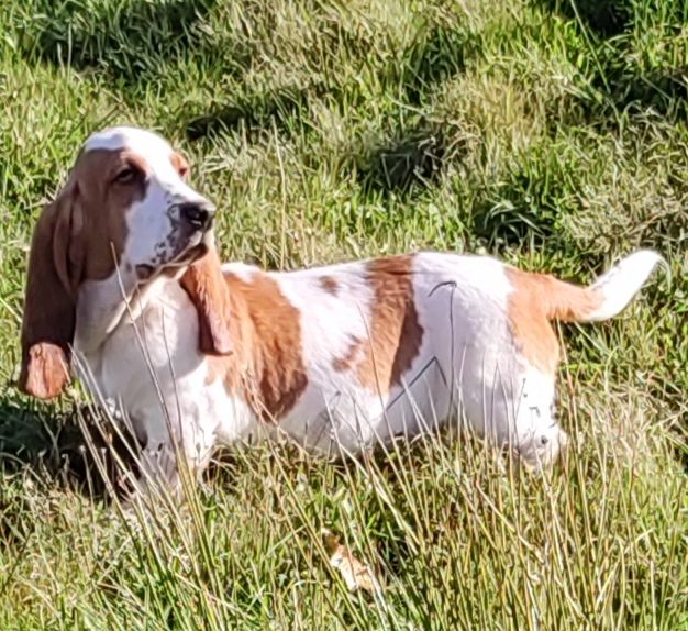 des menthes sauvages - Chiot disponible  - Basset Hound