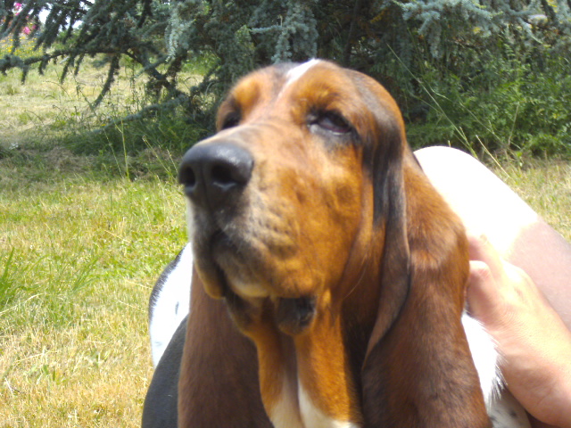 Flam in gold des Terres des Forges