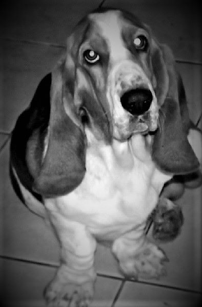 La reine margot des menthes sauvages