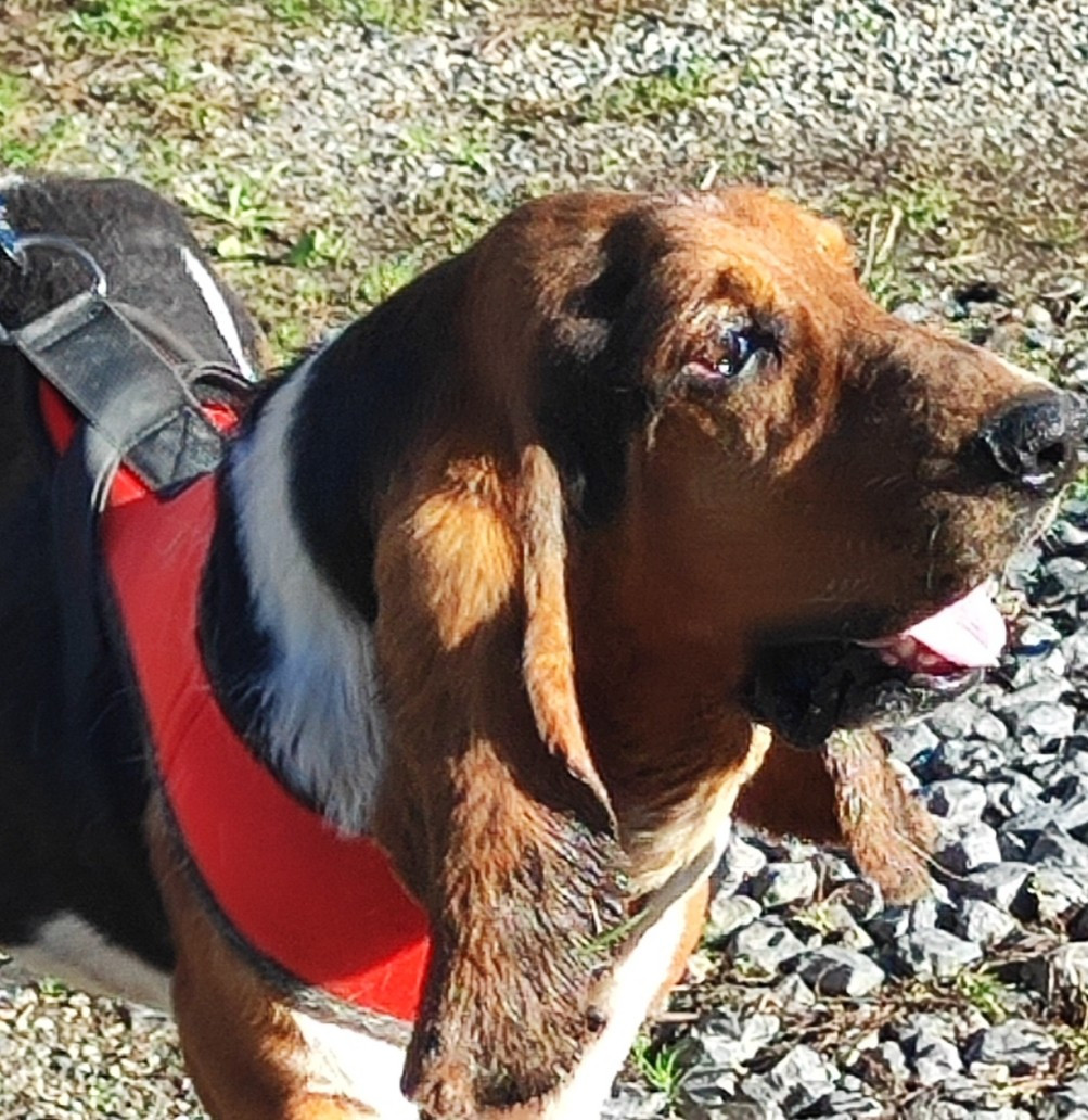 STALLONE  des menthes sauvages