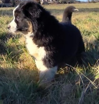 Vitae black and white des menthes sauvages