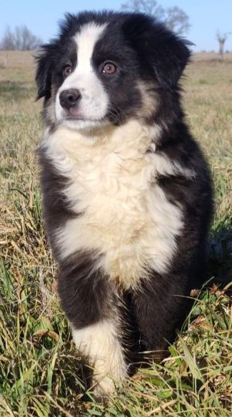 Vanille chocolat des menthes sauvages