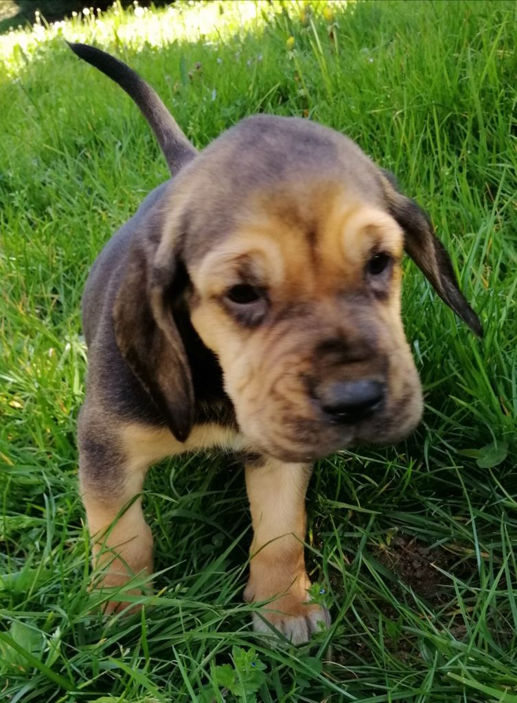 Shakira devient stella (reservée)