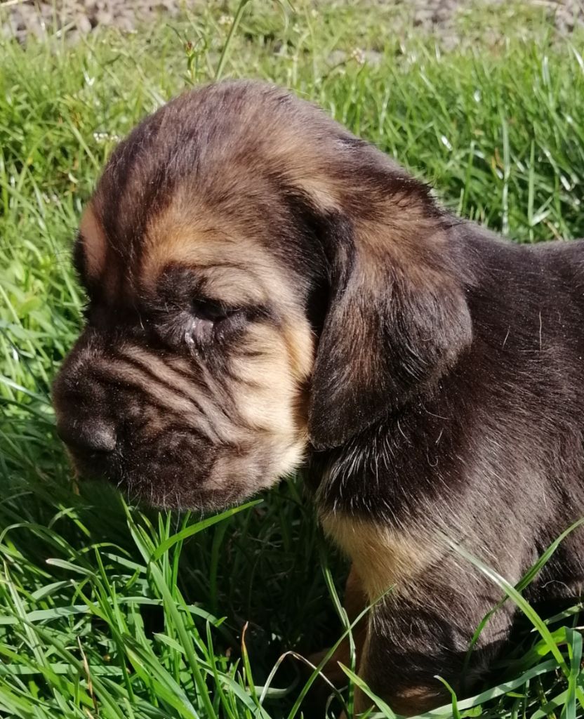 MES JOLIES PRINCESSES