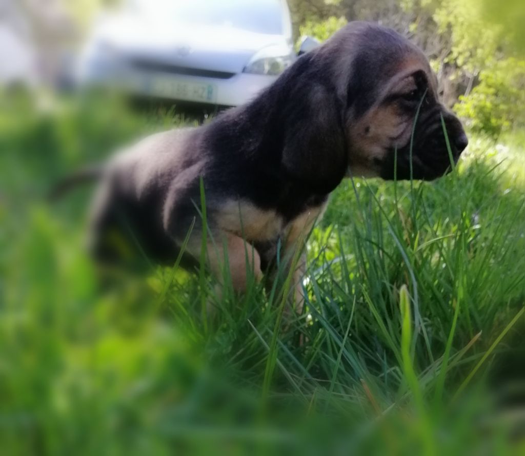 Shimere.. Nom provisoire.. Une chimere😉