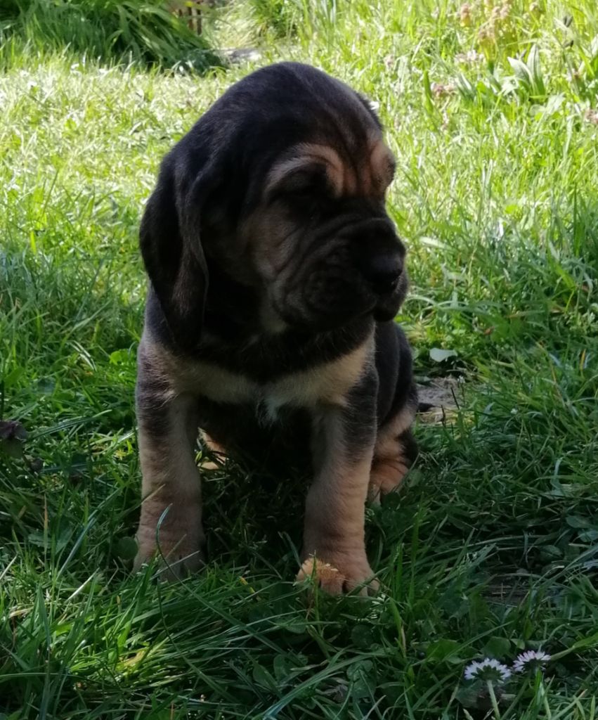 Shein devient s'gin (reservée)