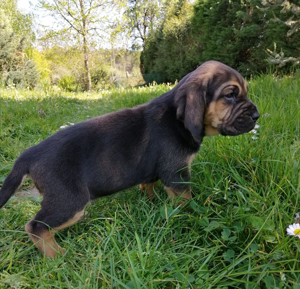 Sophie (nom provisoire) devient sybelle (reservée)