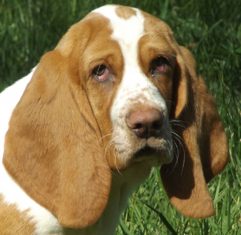 Chiot Basset Hound des menthes sauvages