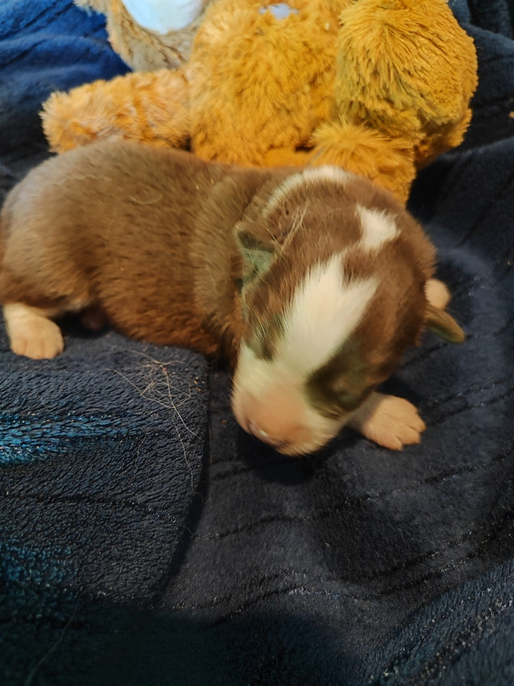 des menthes sauvages - Chiots disponibles - Berger Américain Miniature 