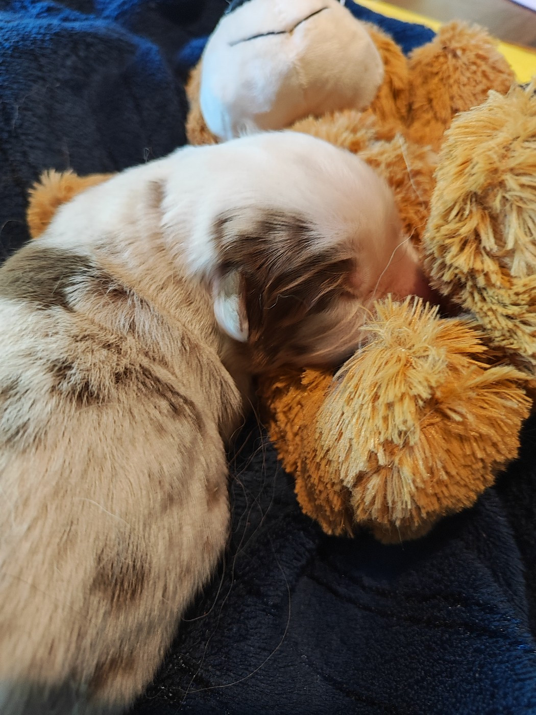 des menthes sauvages - Chiots disponibles - Berger Américain Miniature 