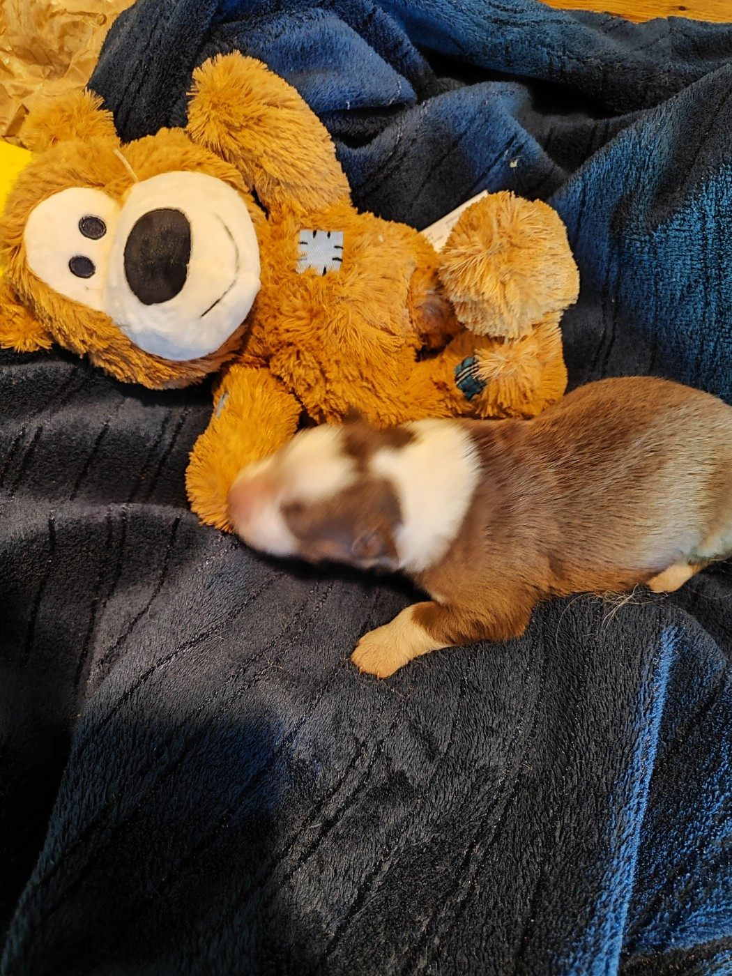 des menthes sauvages - Chiots disponibles - Berger Américain Miniature 