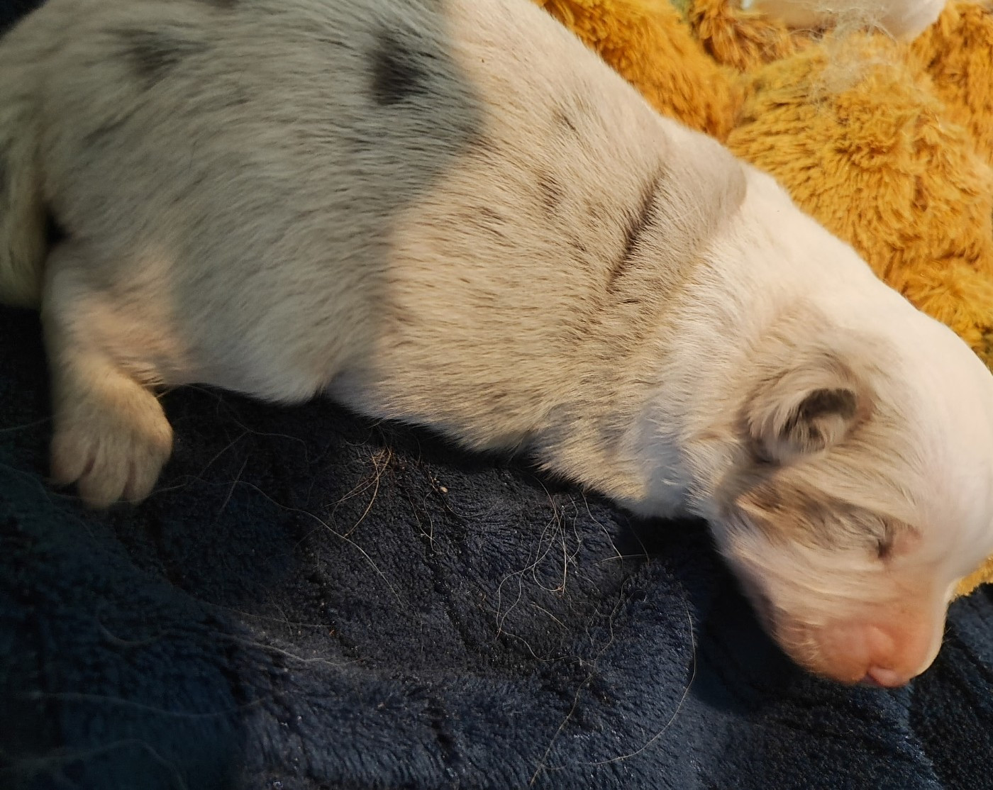 des menthes sauvages - Chiots disponibles - Berger Américain Miniature 