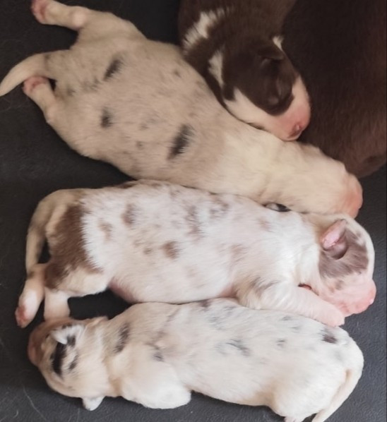 Chiot Berger Américain Miniature  des menthes sauvages