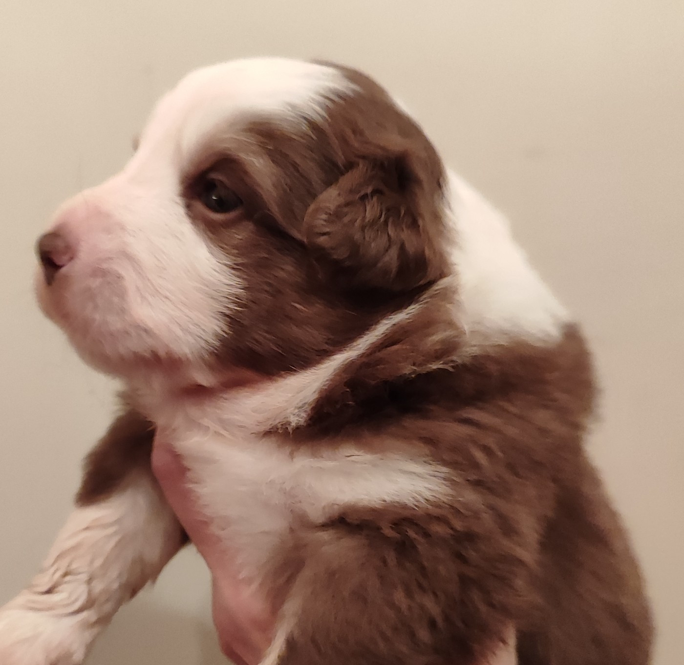 des menthes sauvages - Chiots disponibles - Berger Américain Miniature 