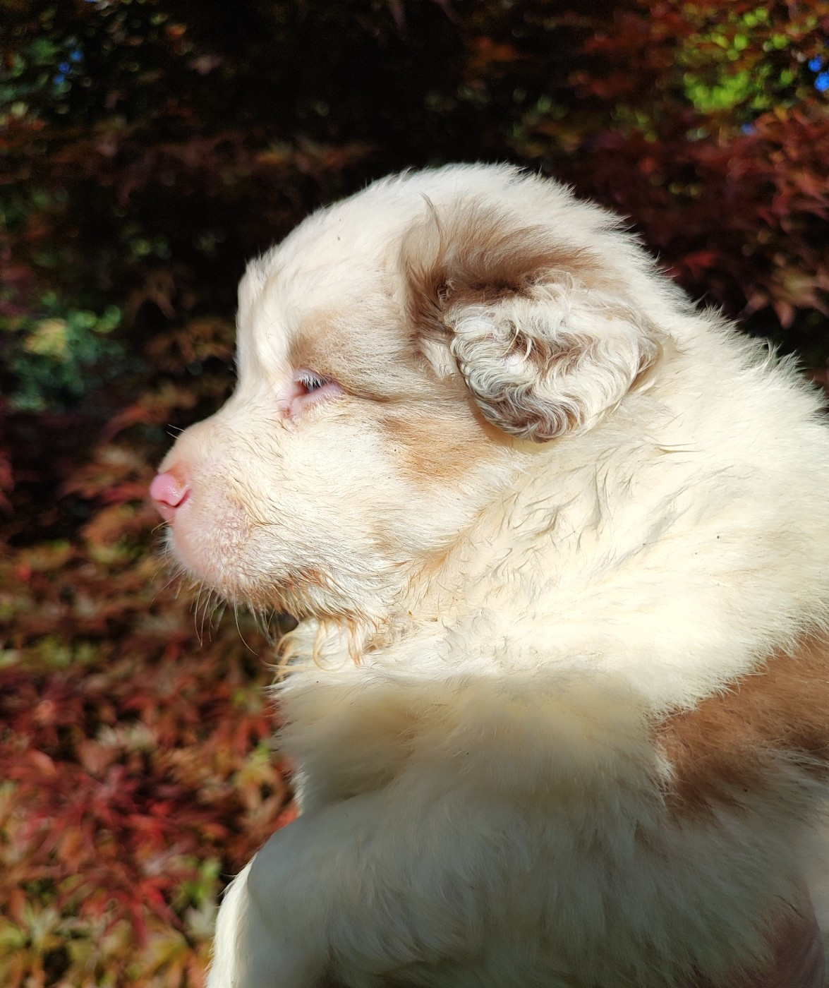des menthes sauvages - Chiots disponibles - Berger Américain Miniature 