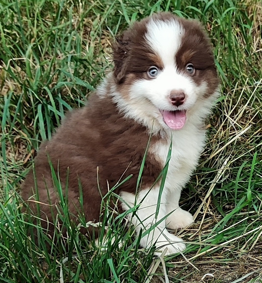 des menthes sauvages - Chiots disponibles - Berger Américain Miniature 