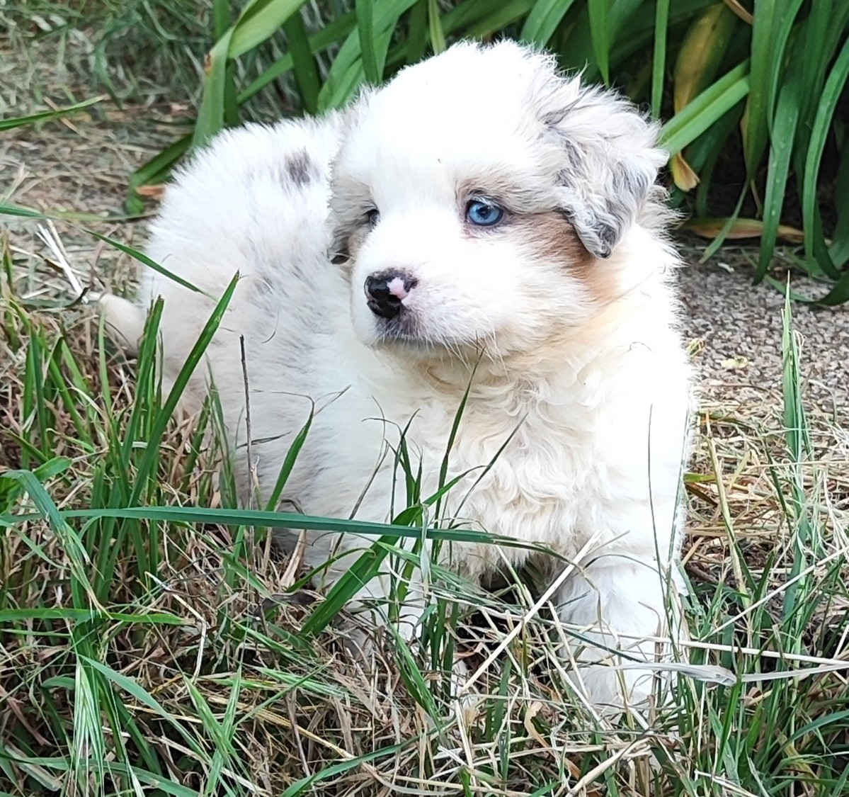 des menthes sauvages - Chiots disponibles - Berger Américain Miniature 