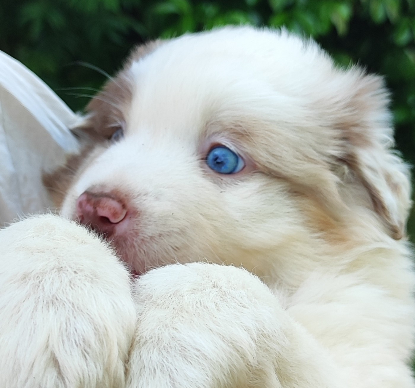 des menthes sauvages - Chiots disponibles - Berger Américain Miniature 