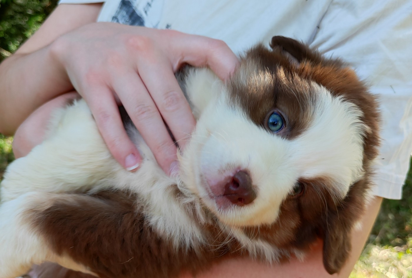 des menthes sauvages - Chiots disponibles - Berger Américain Miniature 