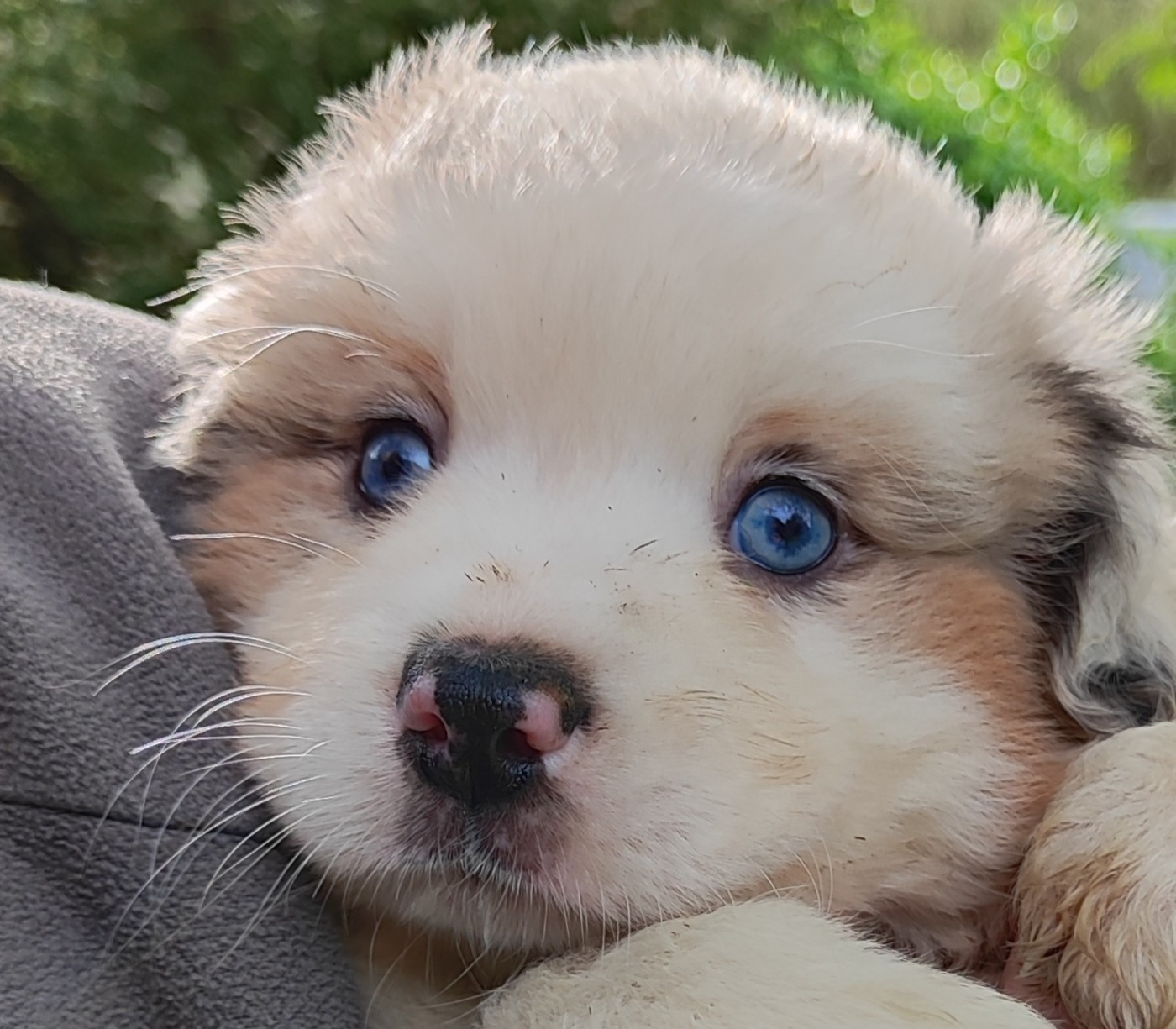 des menthes sauvages - Chiots disponibles - Berger Américain Miniature 