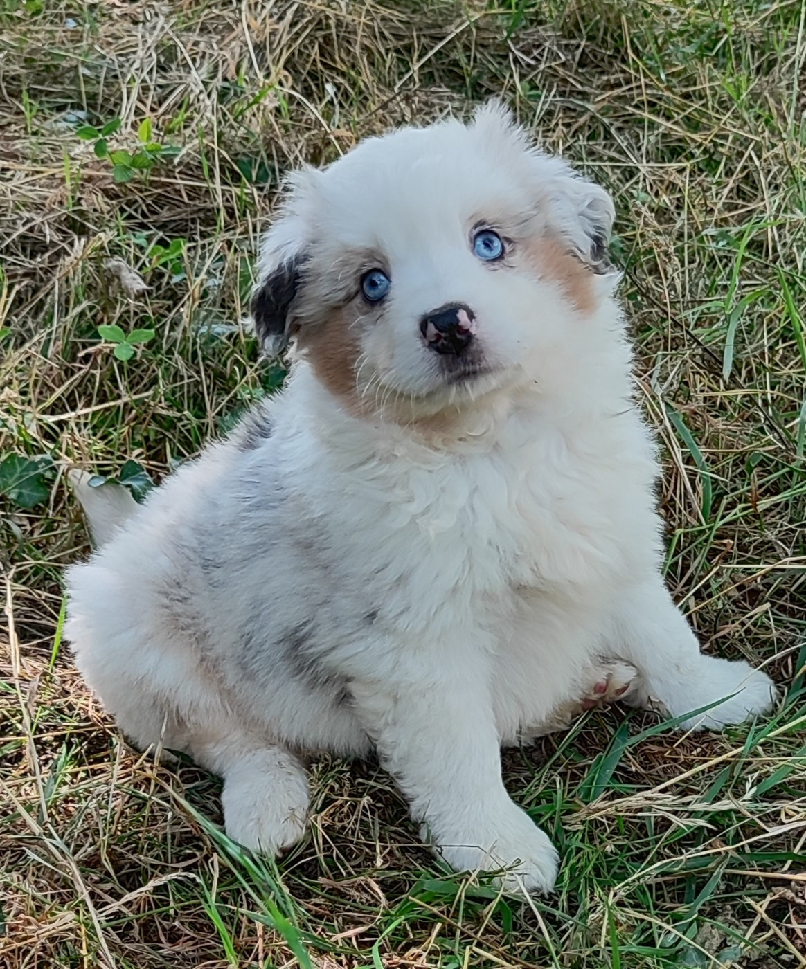 des menthes sauvages - Chiots disponibles - Berger Américain Miniature 