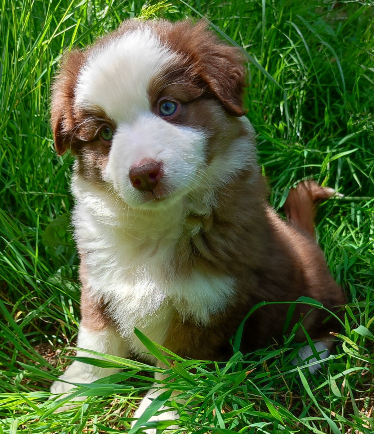des menthes sauvages - Chiots disponibles - Berger Américain Miniature 