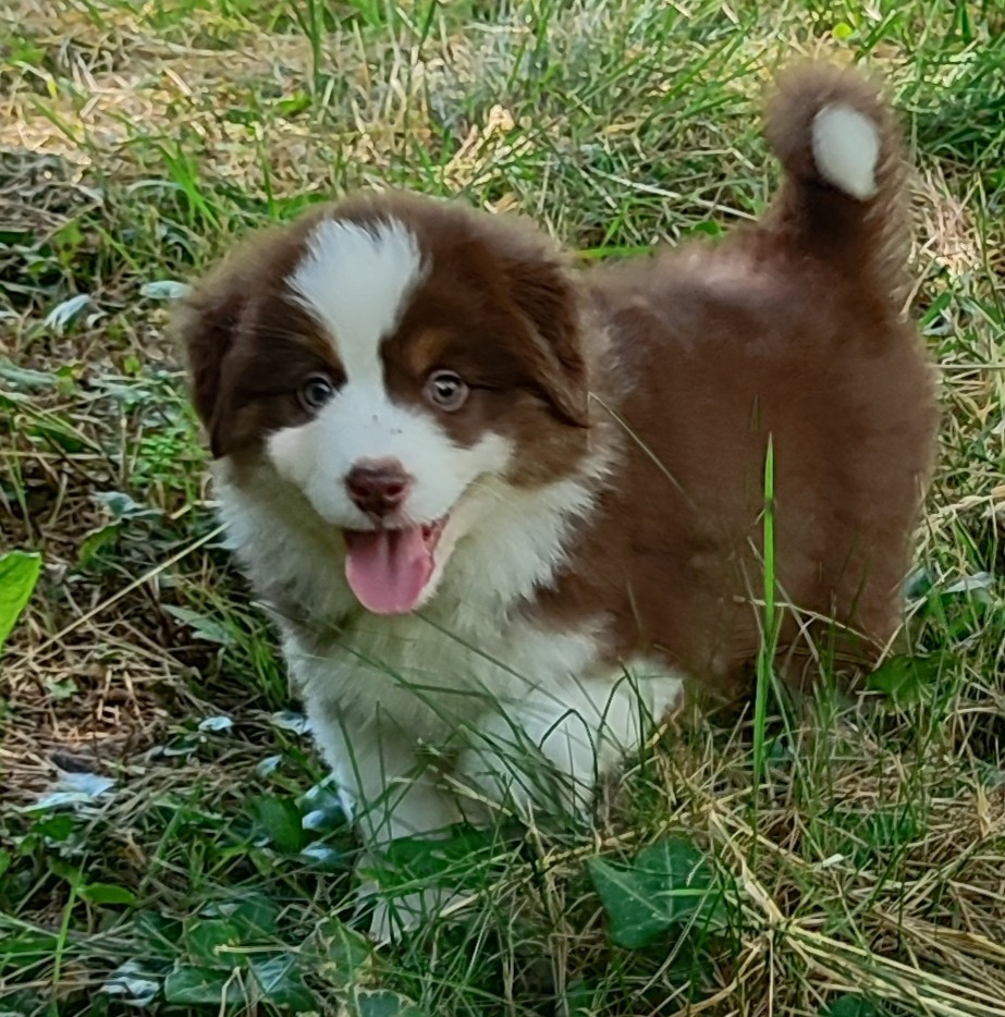 des menthes sauvages - Chiots disponibles - Berger Américain Miniature 