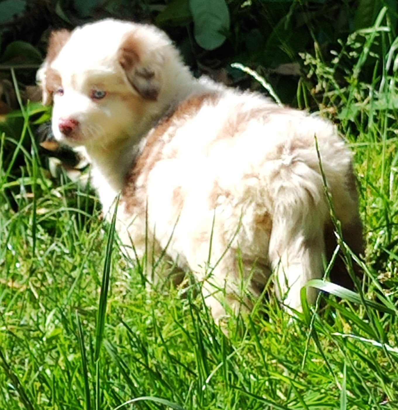 des menthes sauvages - Chiots disponibles - Berger Américain Miniature 