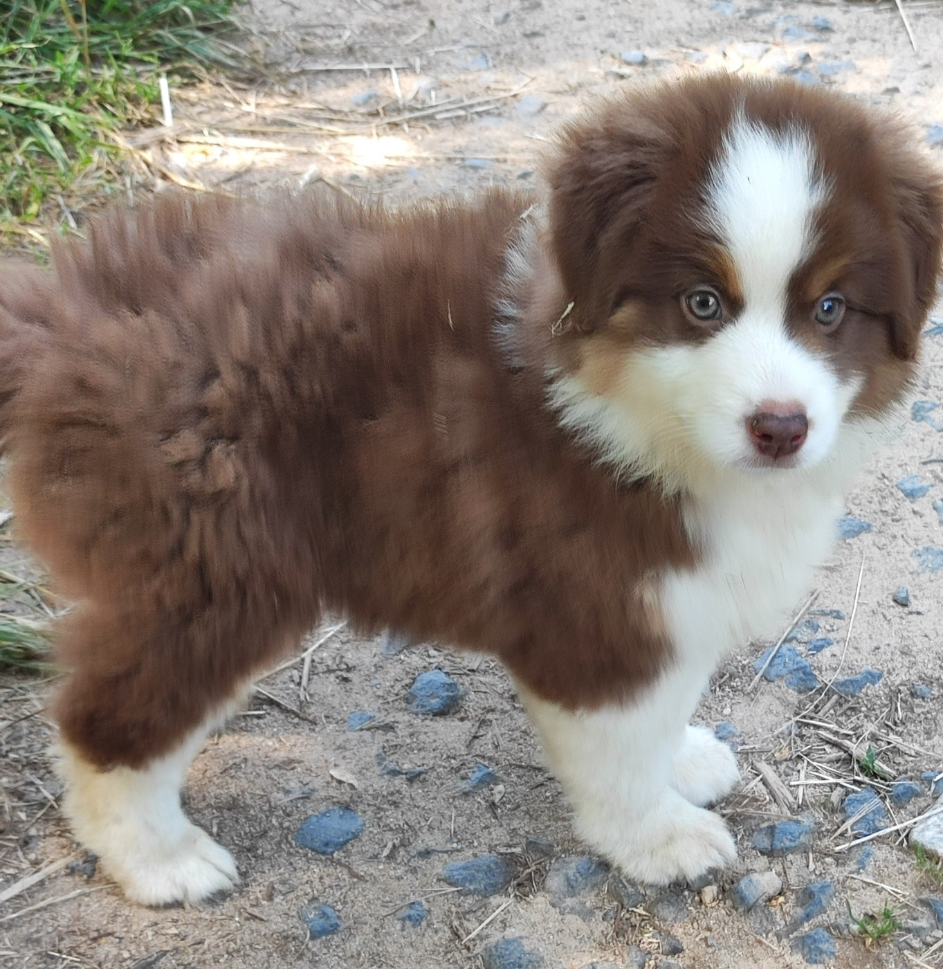des menthes sauvages - Chiots disponibles - Berger Américain Miniature 