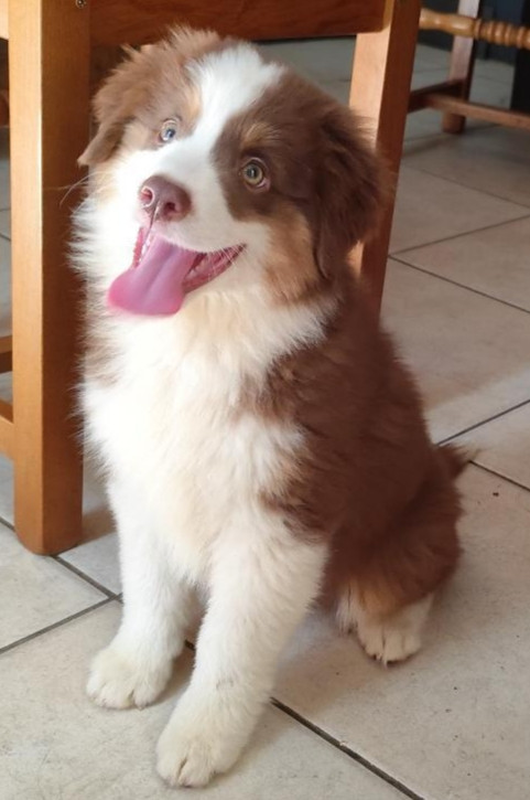 des menthes sauvages - Chiots disponibles - Berger Américain Miniature 