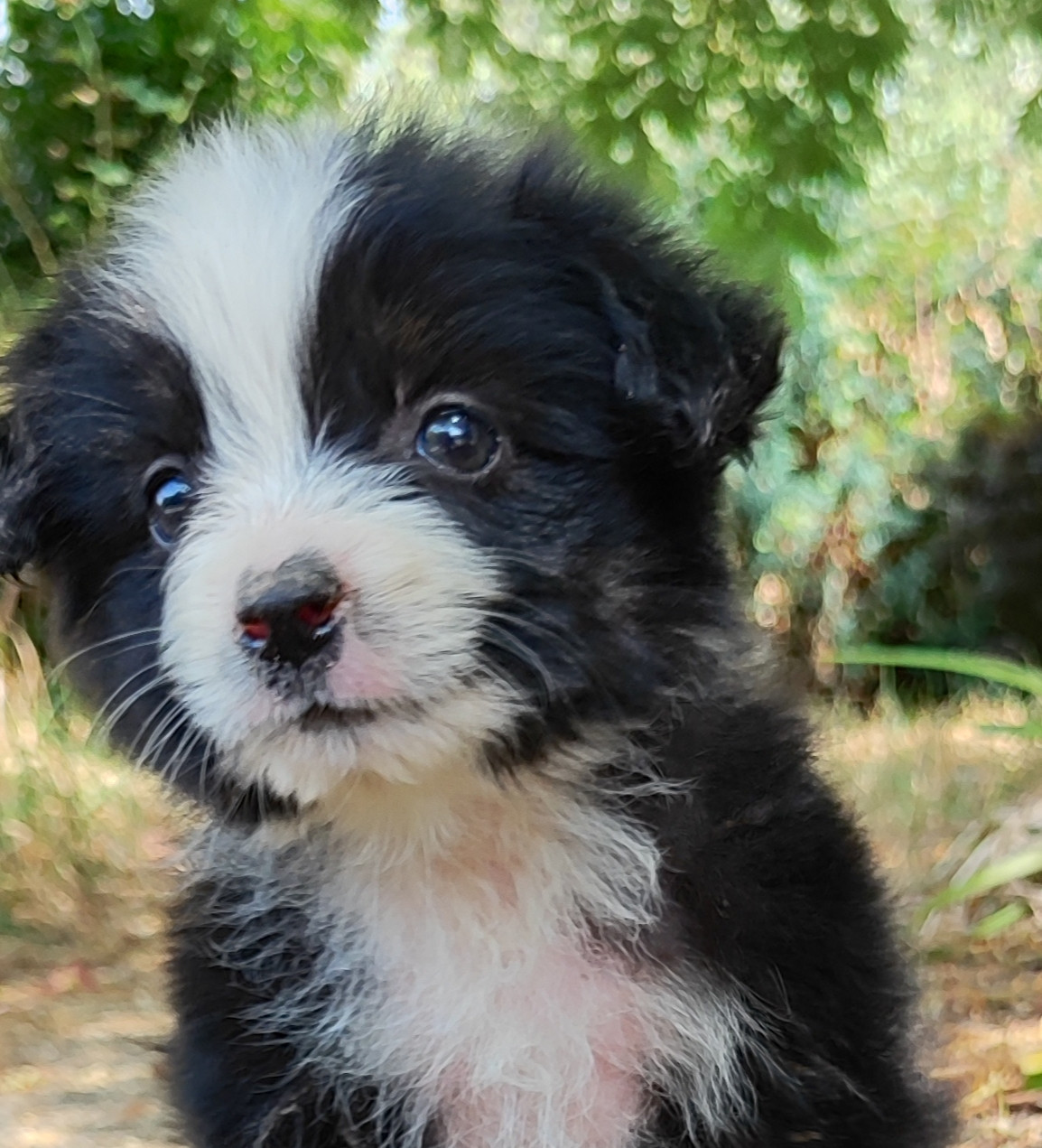 des menthes sauvages - Chiots disponibles - Berger Américain Miniature 