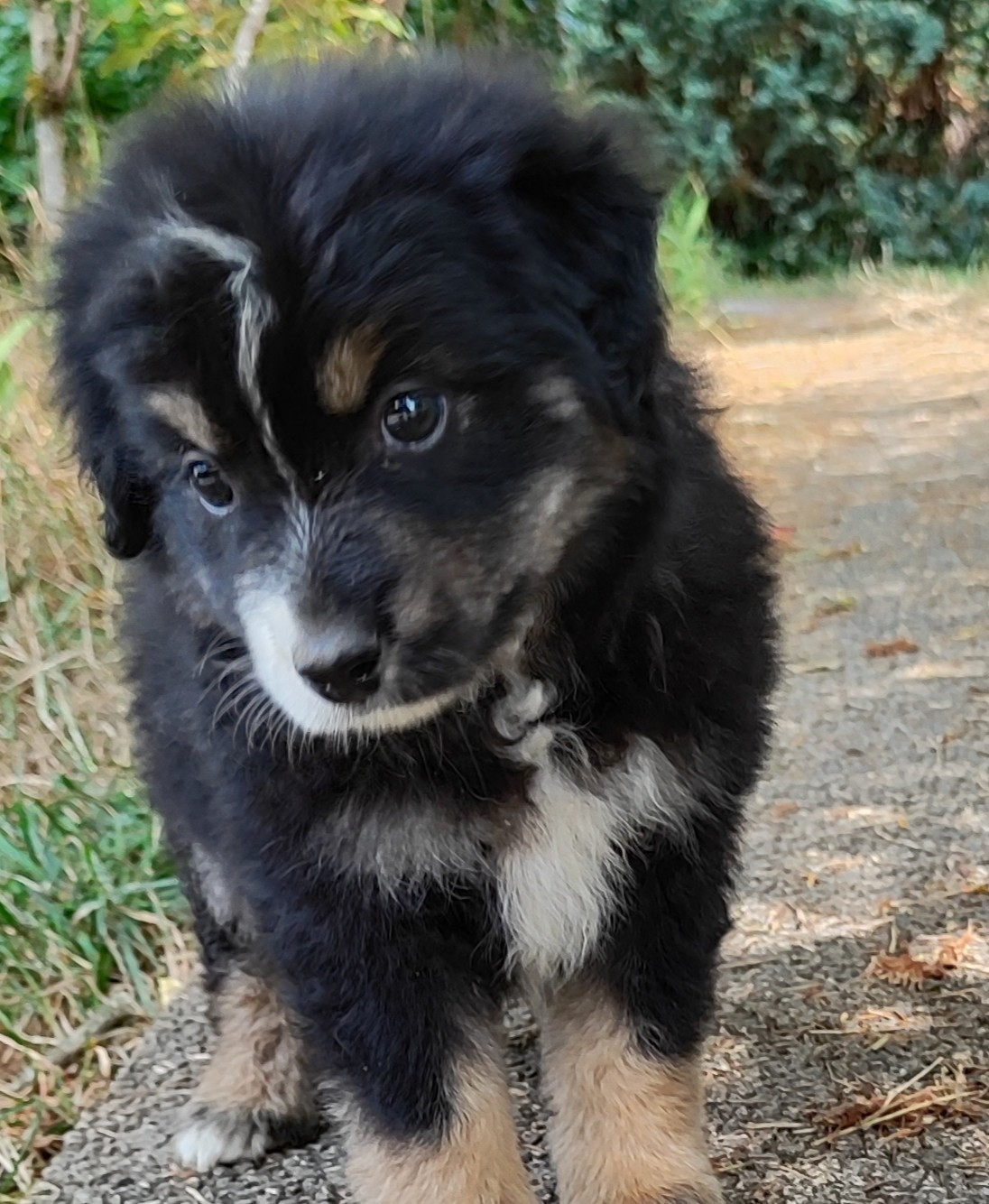 des menthes sauvages - Chiots disponibles - Berger Américain Miniature 